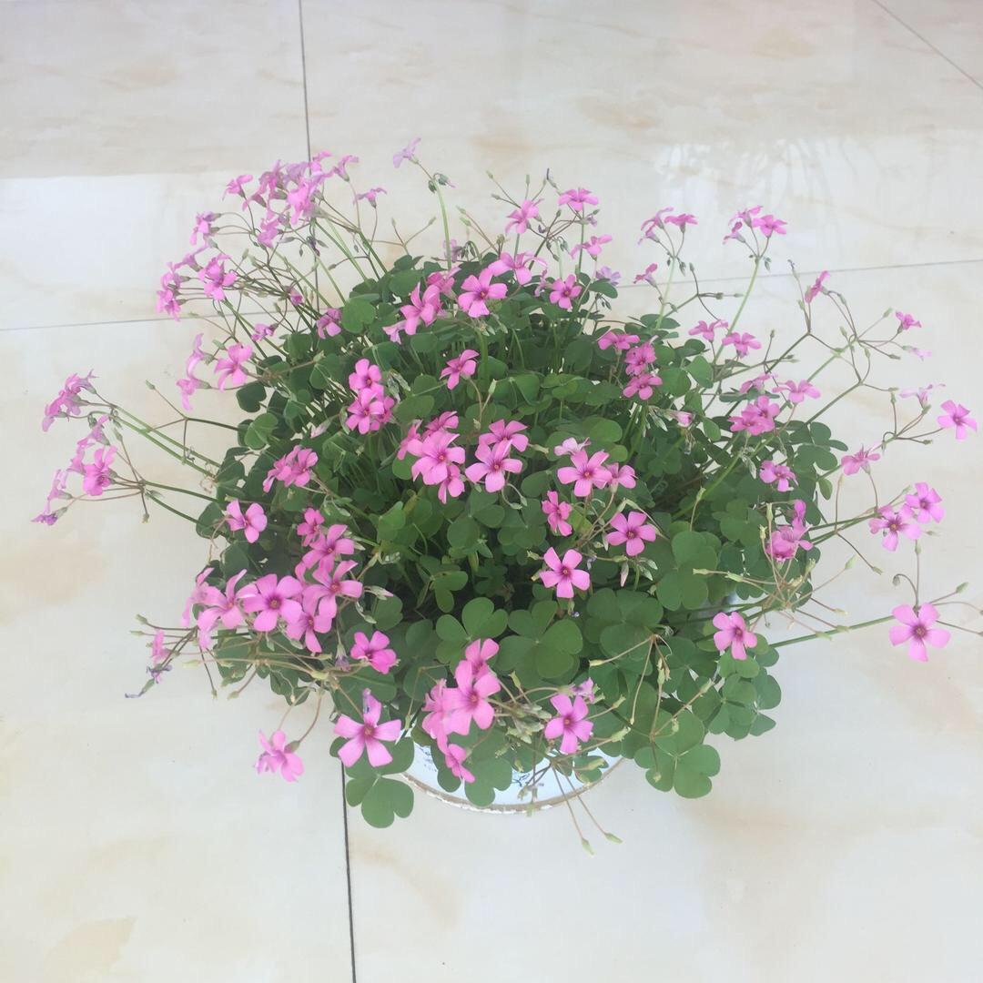 幸福美满