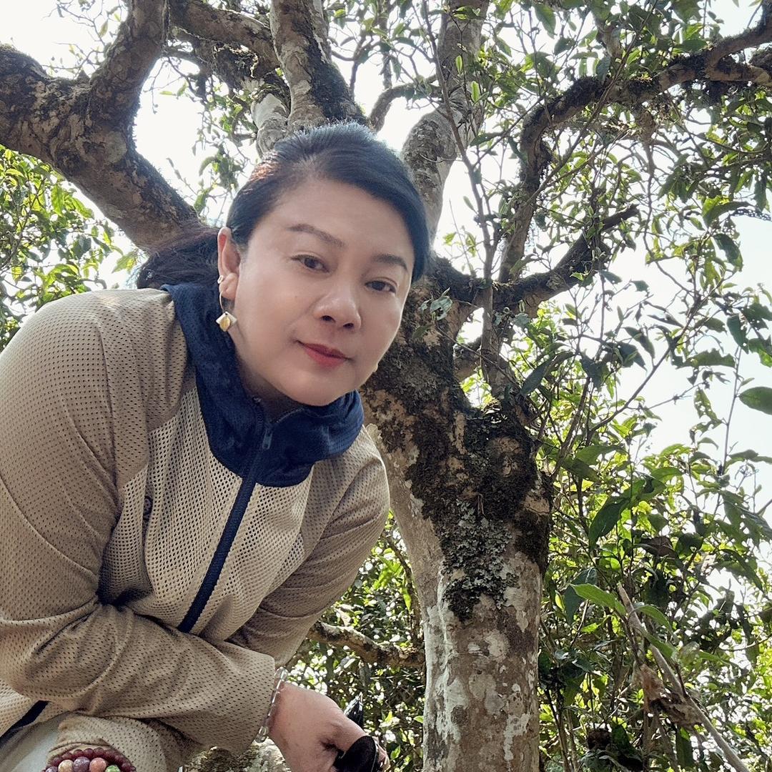 普洱茶（逸海茶业）