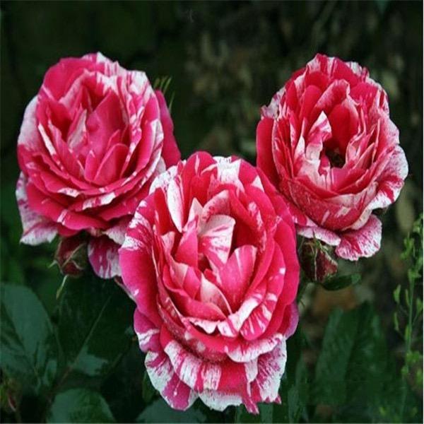 沭阳县凤策园艺经营部