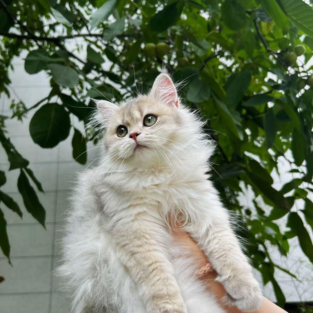 Cat&Sister笑笑说猫
