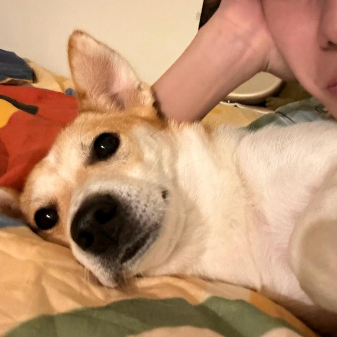 藤井树喜欢藤井树