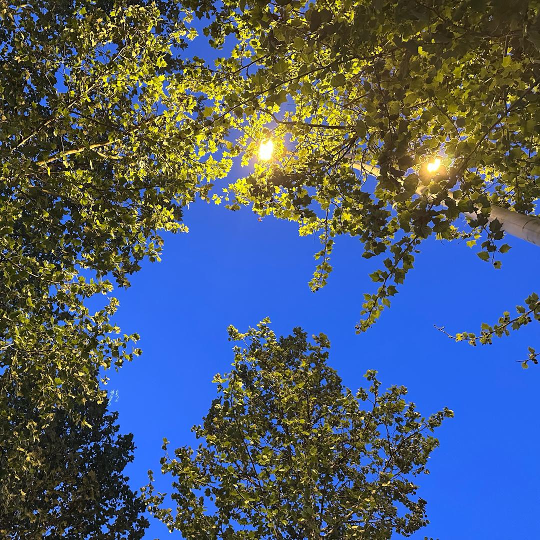 我是薇来吖