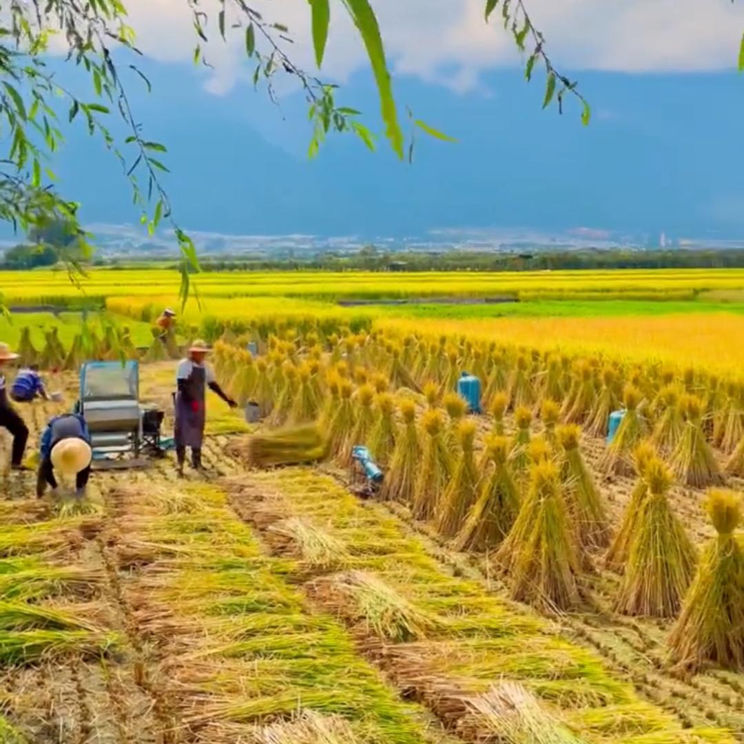 顾美与安骏臻选阁