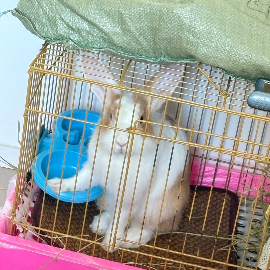 一只小兔叽-荔枝