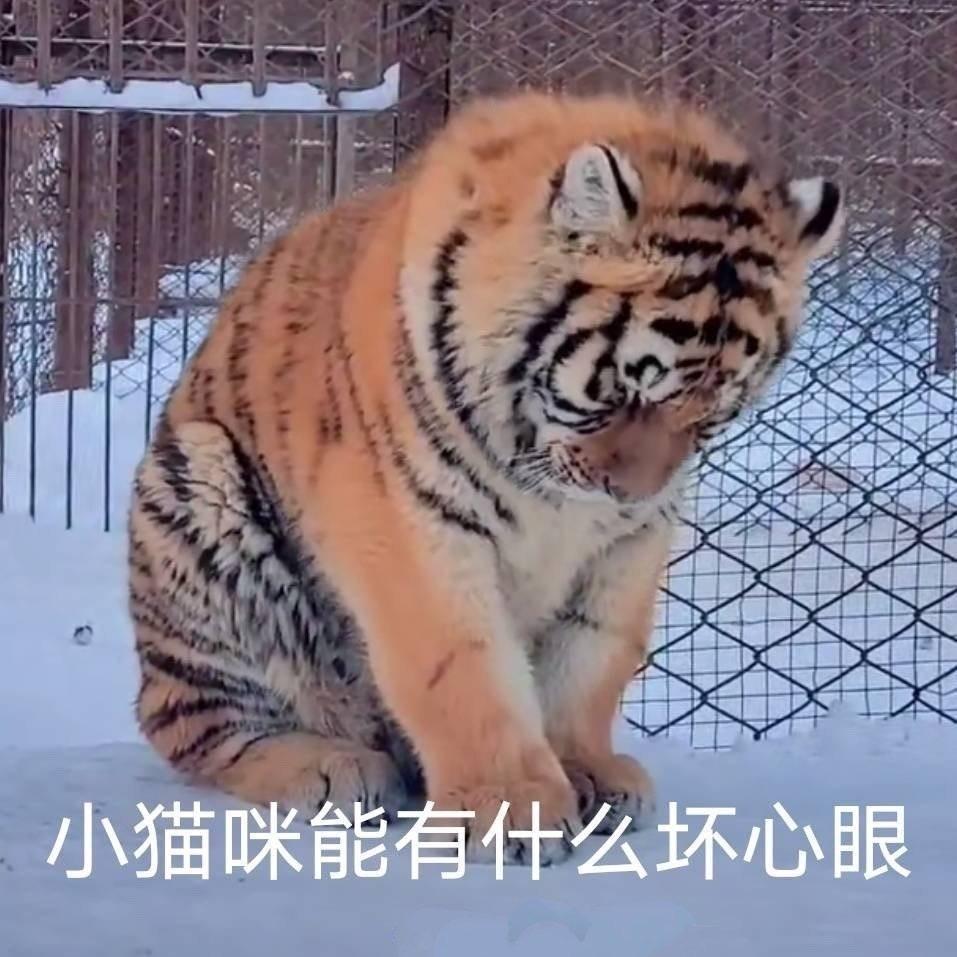 一颗小青柠🍋‍🟩
