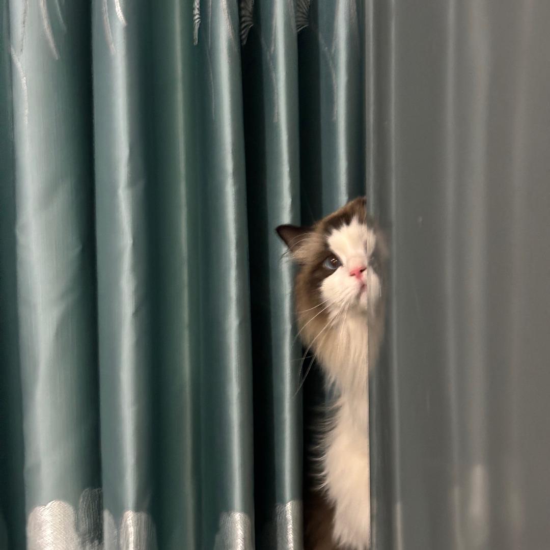 🐻hi