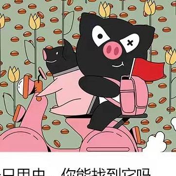 熊猫猪猪直播间小y
