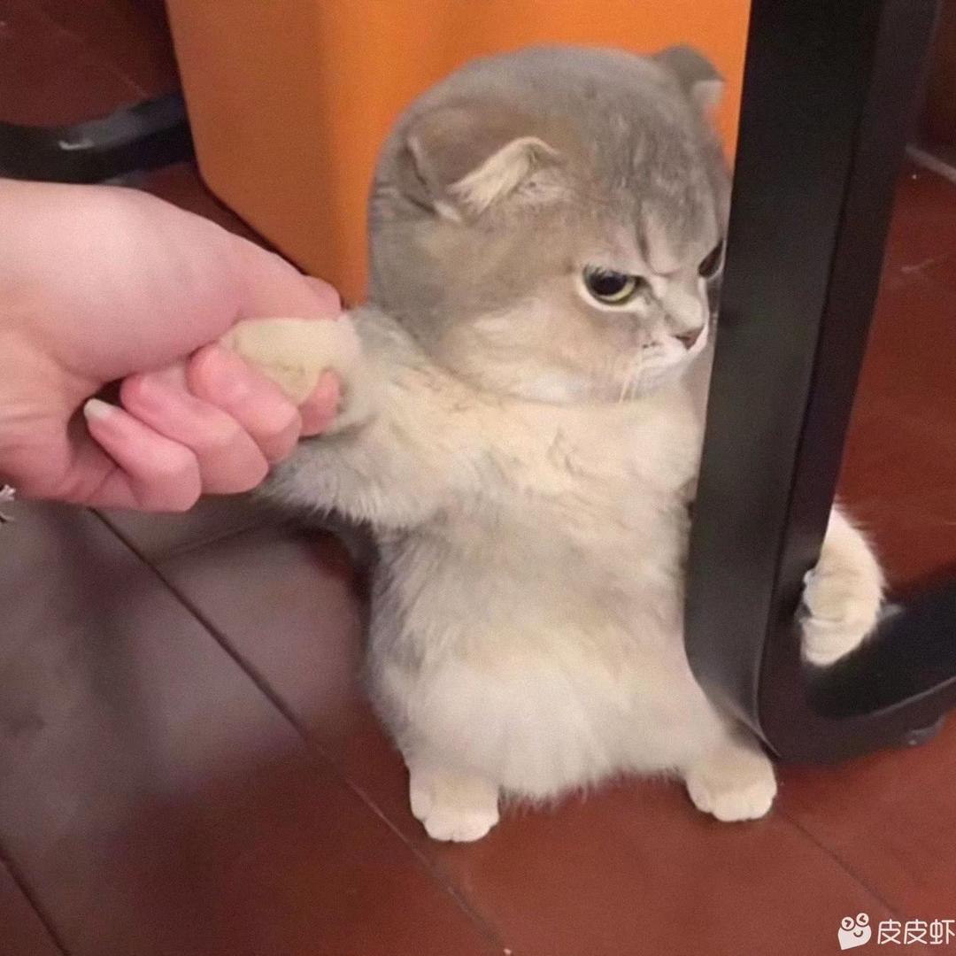 袁拾壹