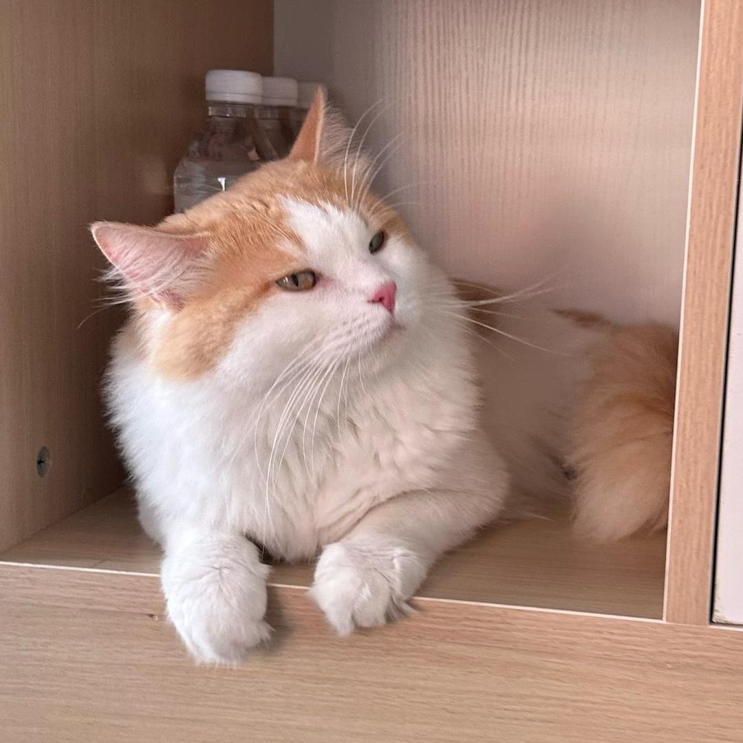 小新新新新新