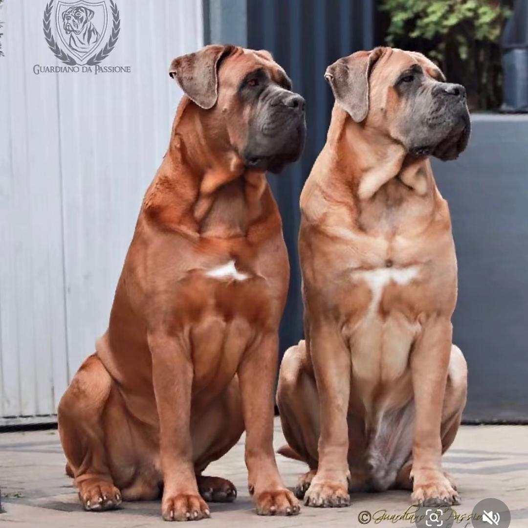 ☞保定市博野卡斯罗养殖