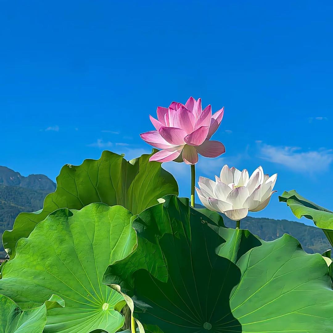 知足常乐888