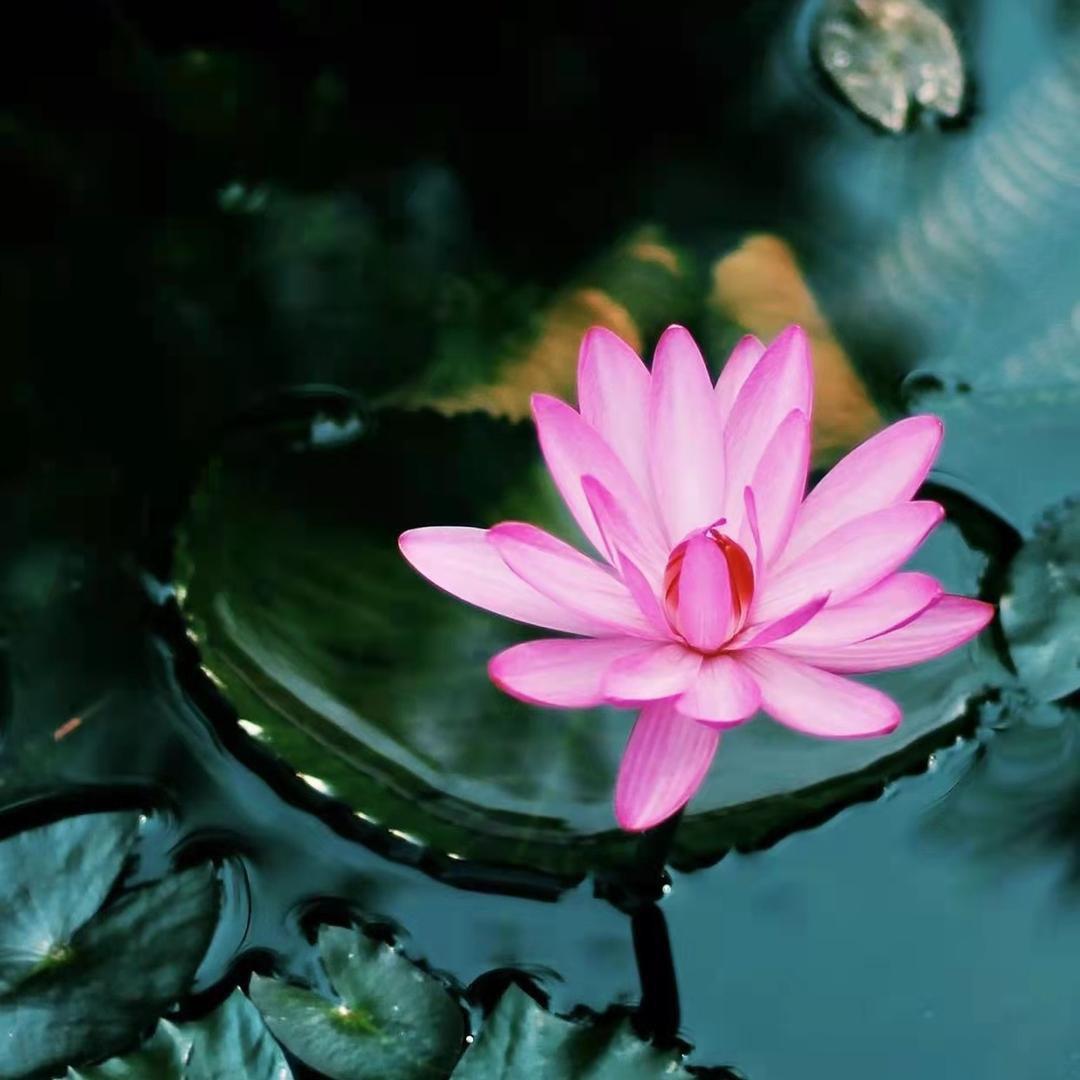 伊莲幽梦