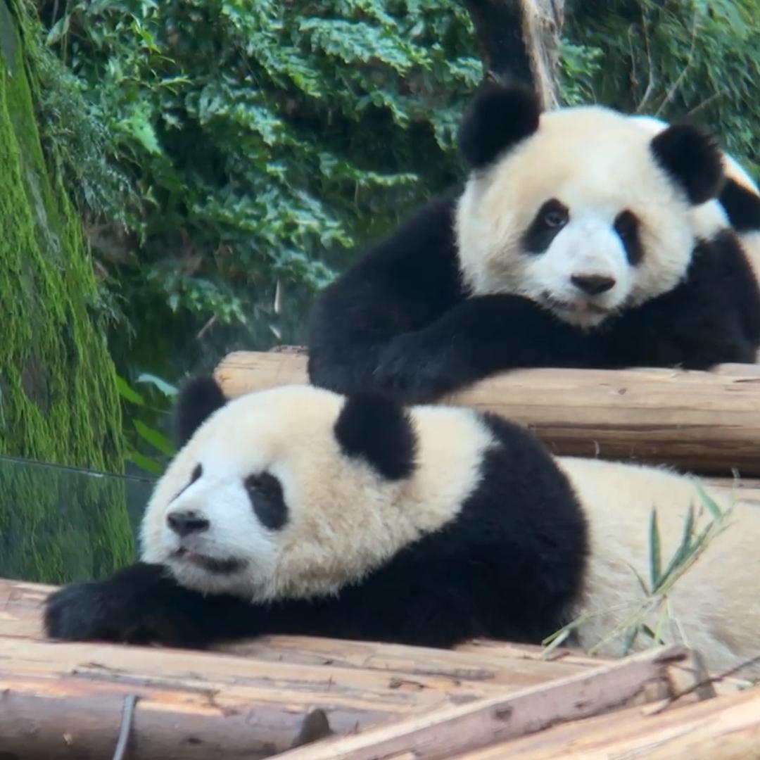 馨麻辣