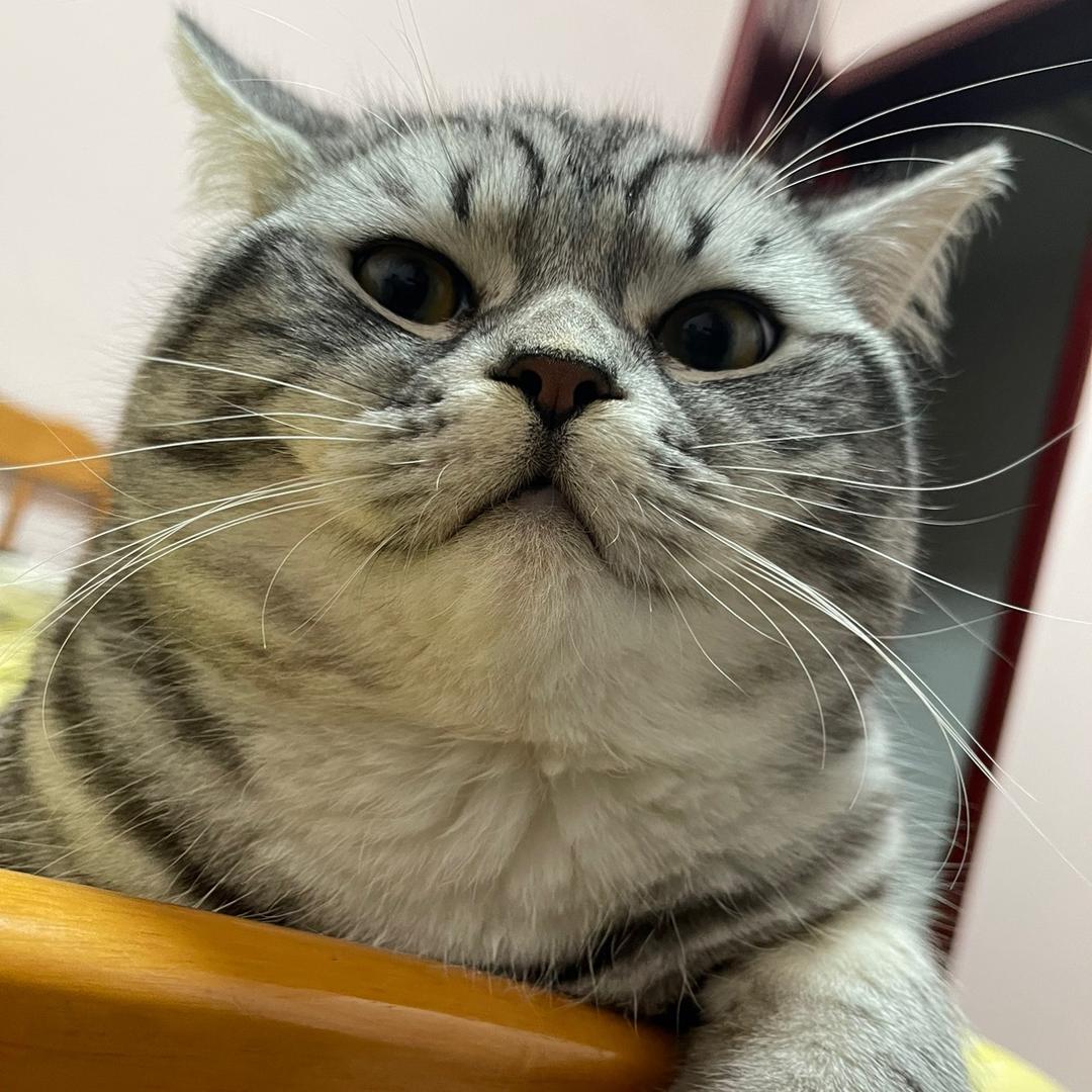 于肉肉