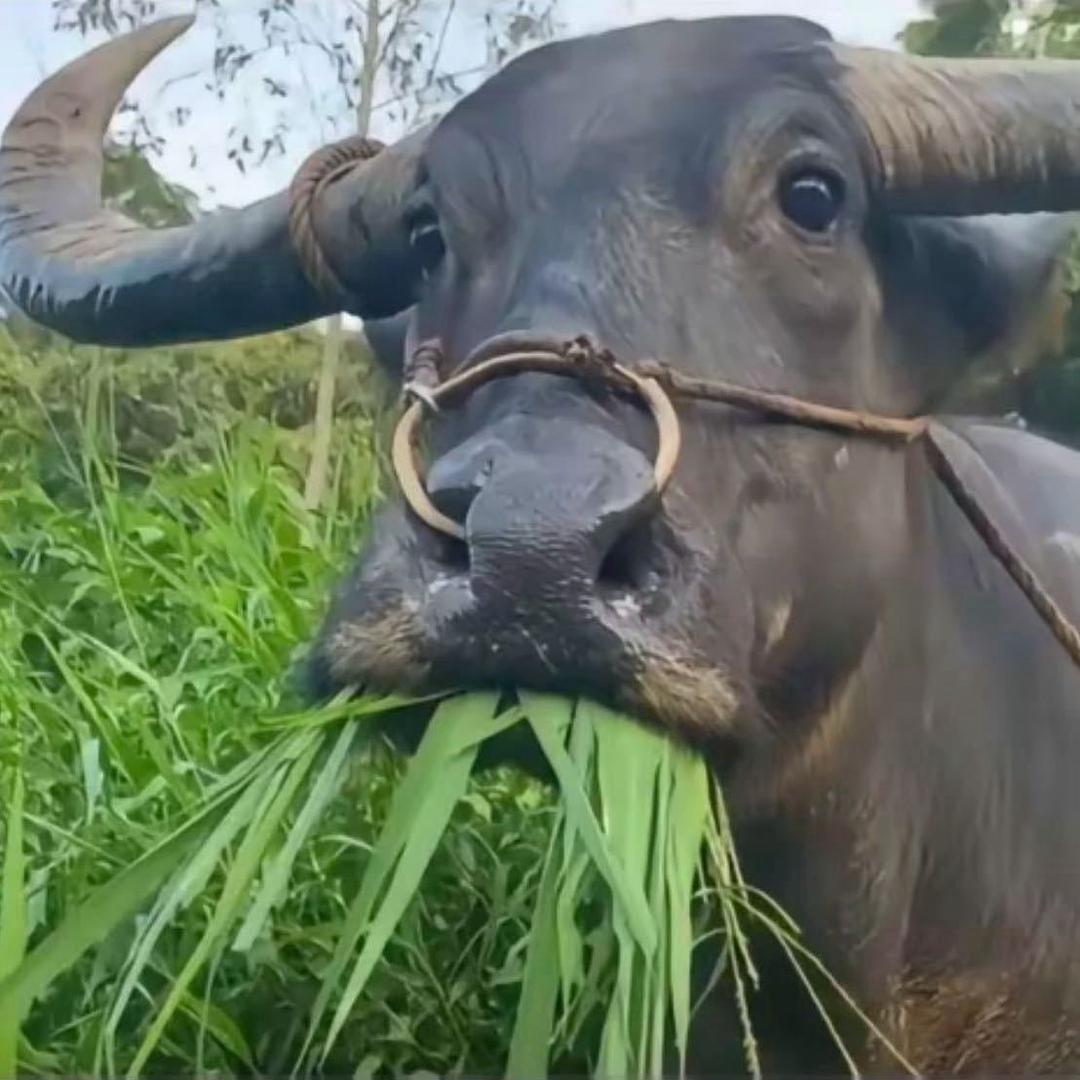 生态粥杰伦（网课版）