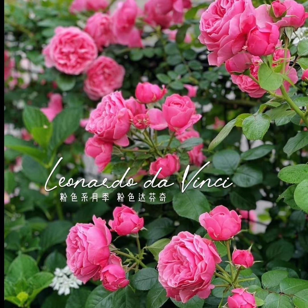 佰花园月季基地