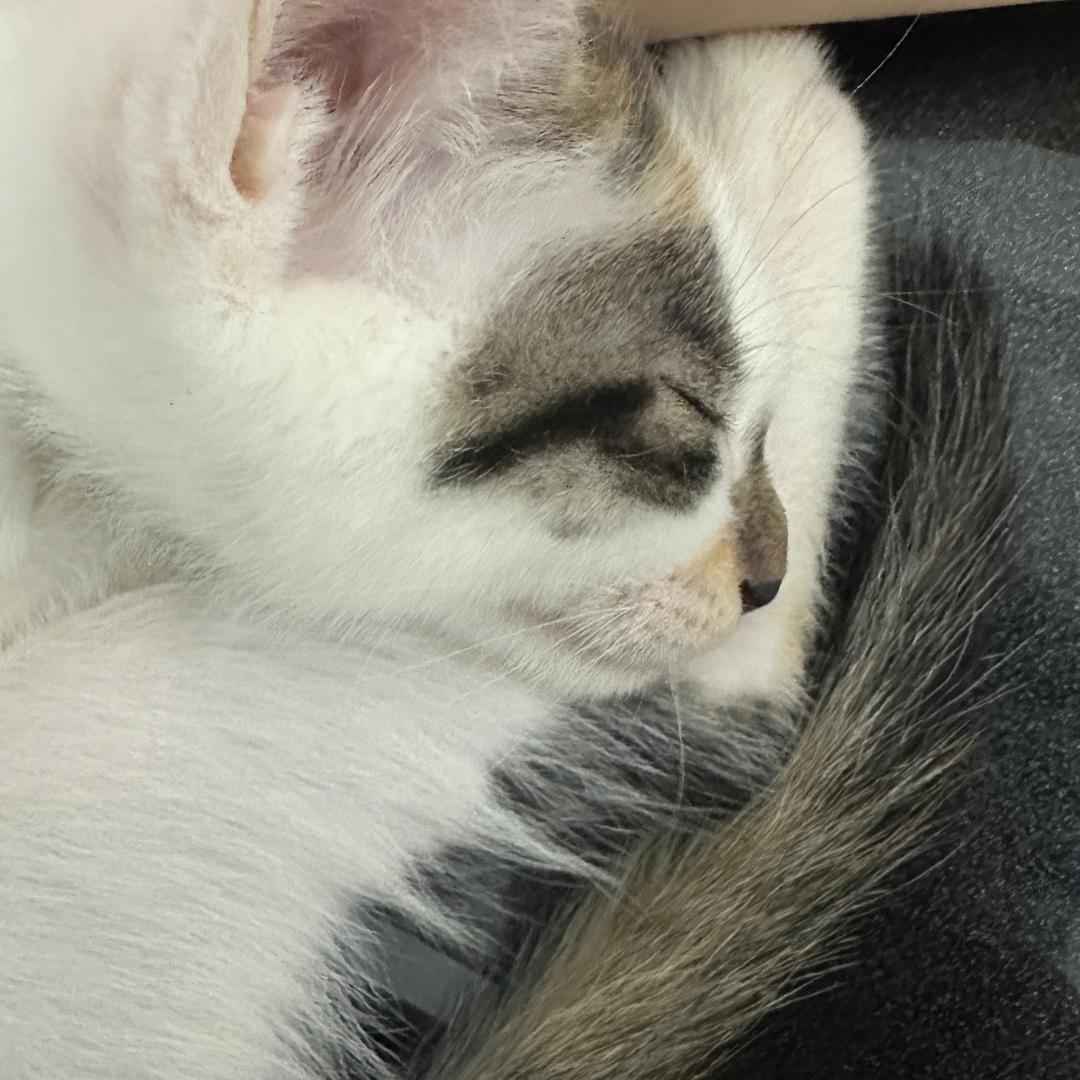 有三花咯🐈