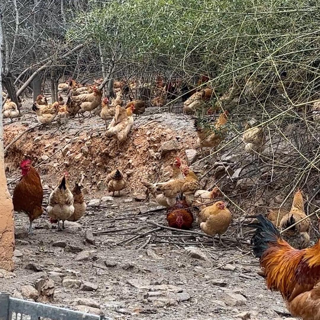 林下生态养殖基地