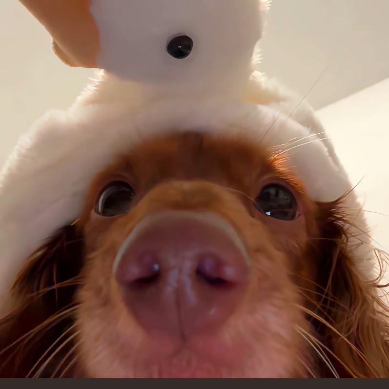 心碎土豆丝🍣（见过老秦版）