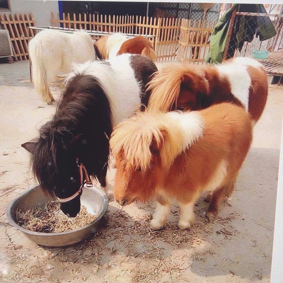 长不大的矮脚马只宠家人