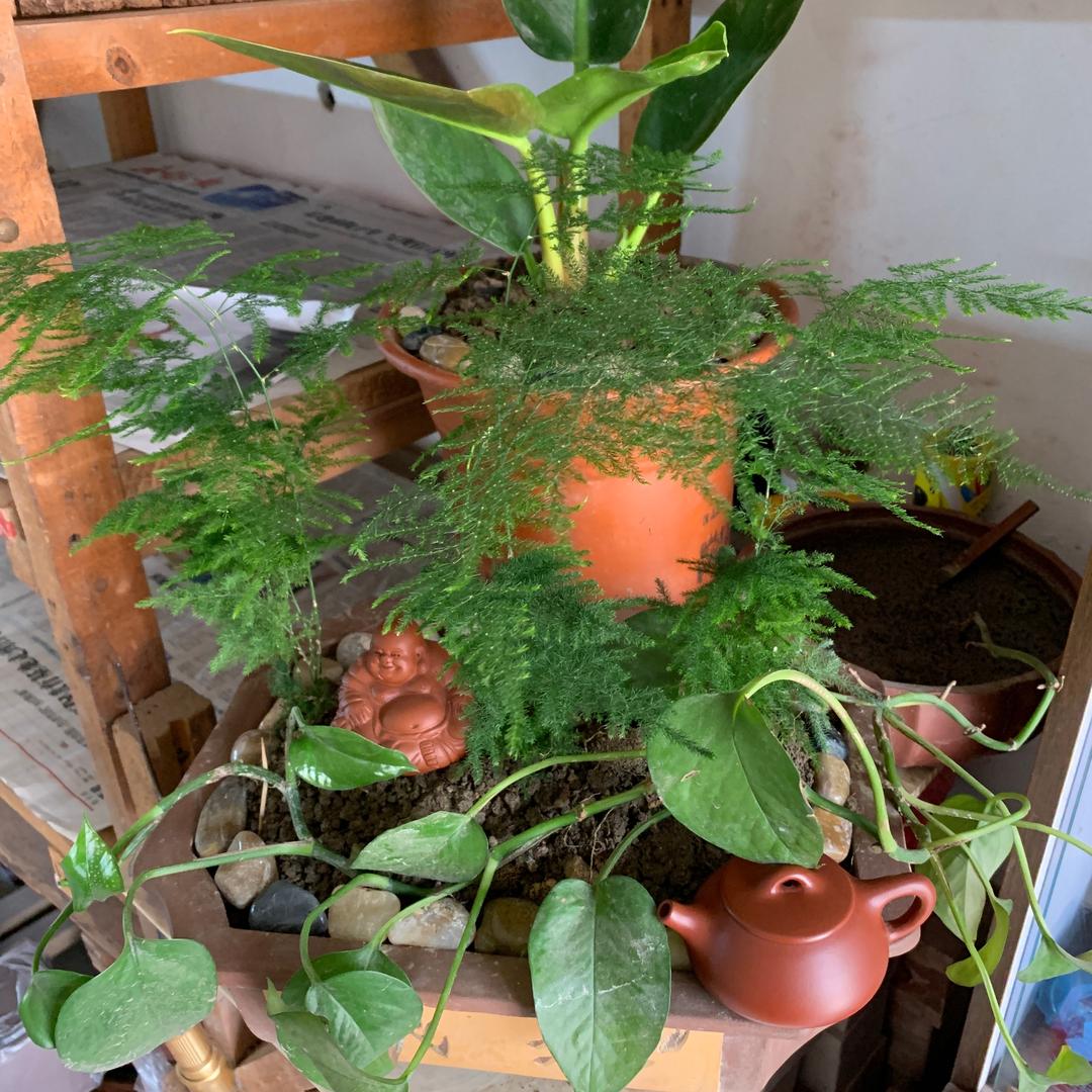 壶泥壶涂
