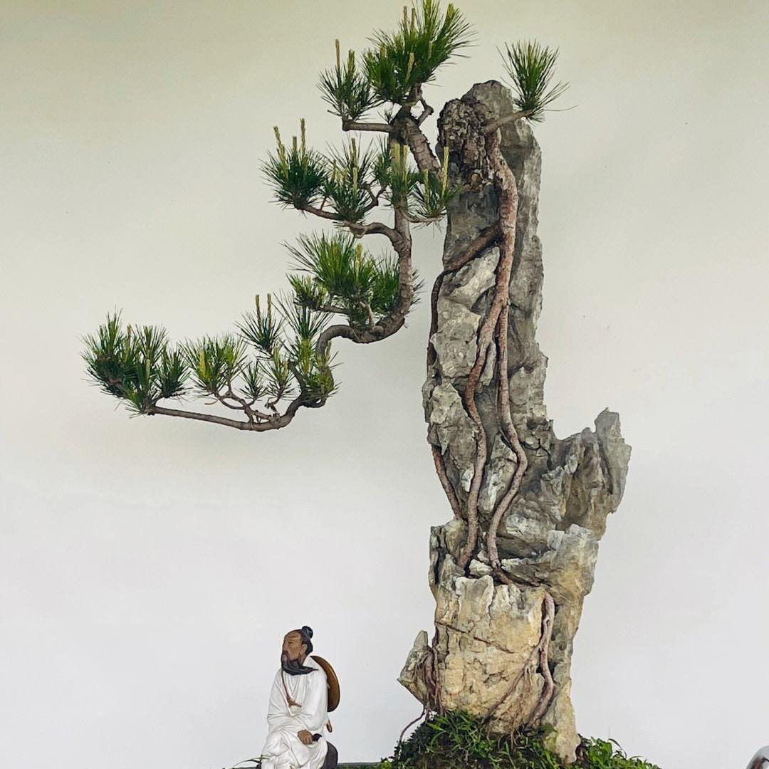 云飘盆景