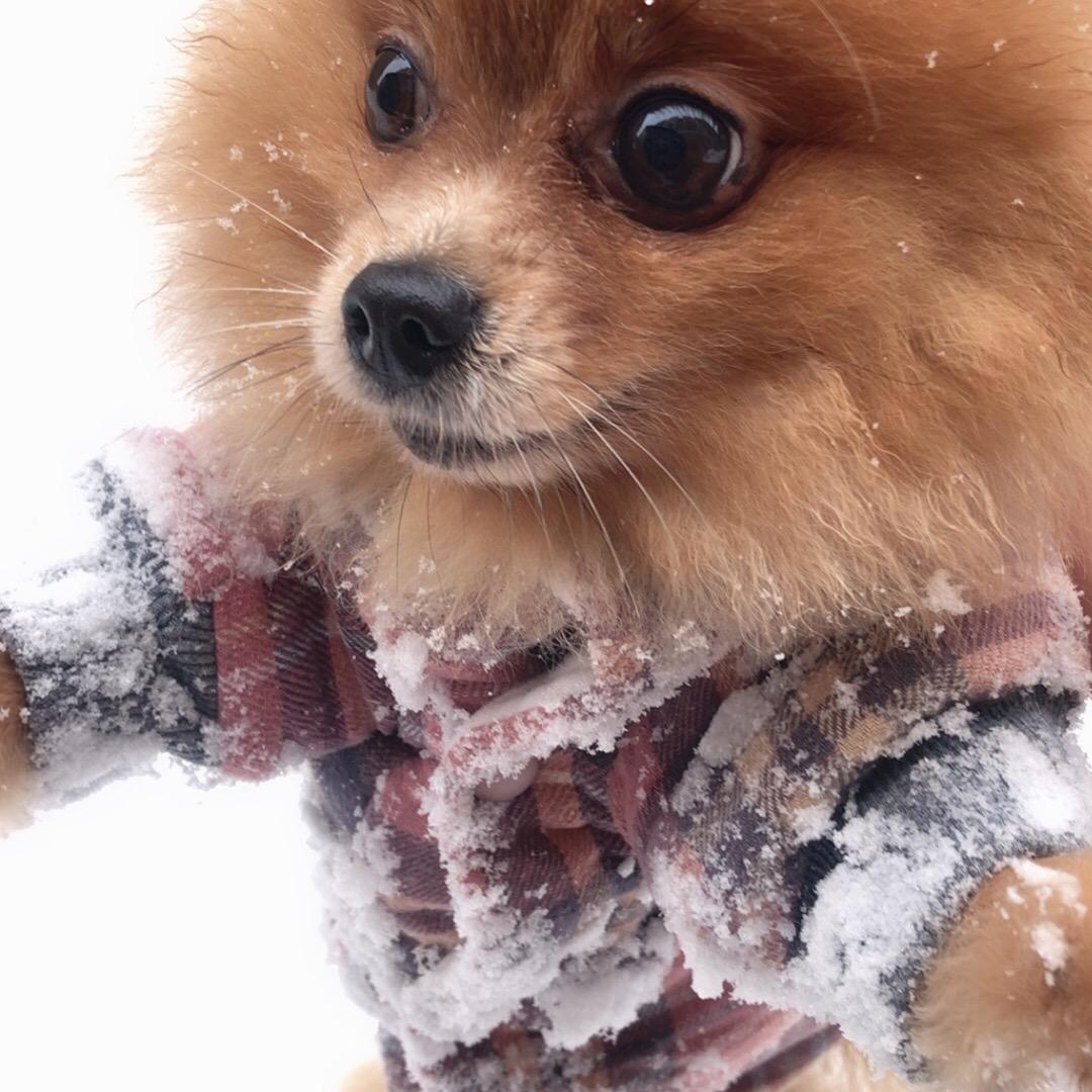 ♥️GL♥️球小宝