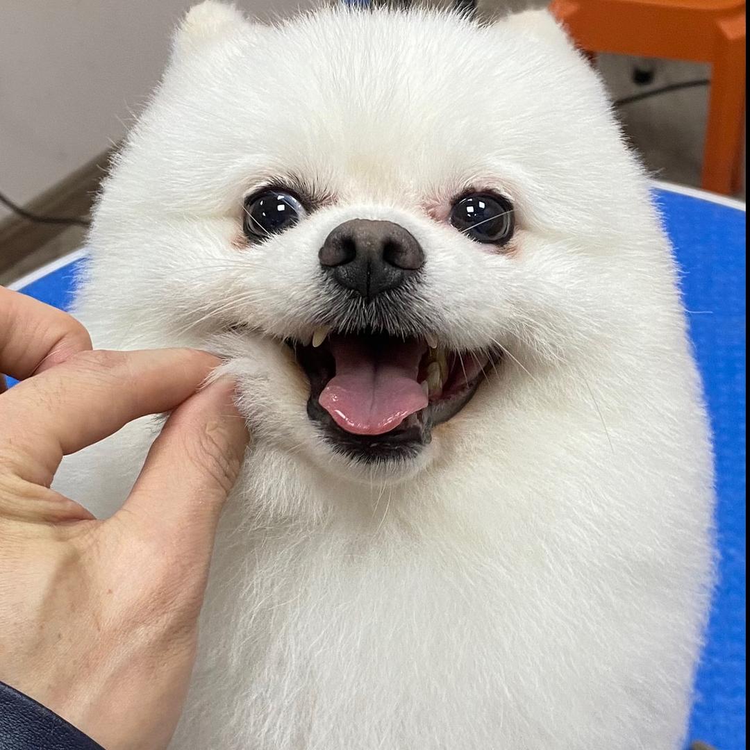 爱宠之家宠物店（龙南路）