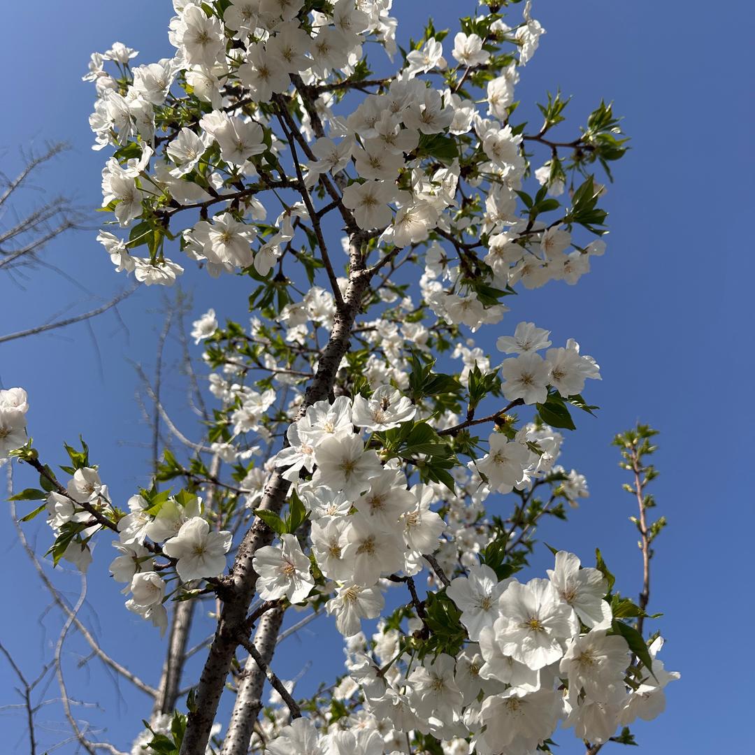 籍钇AAaaa直播号