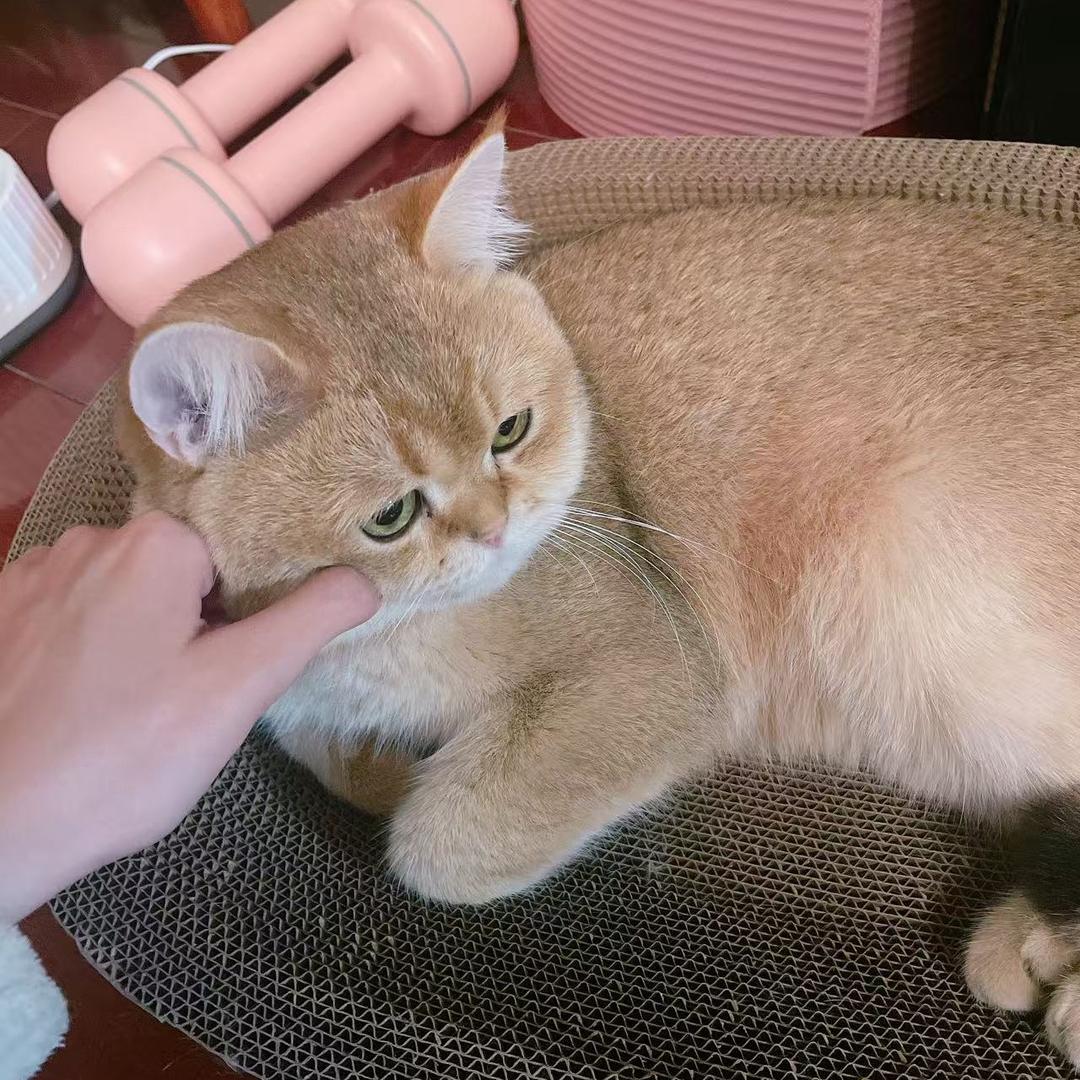 猫猫🐟