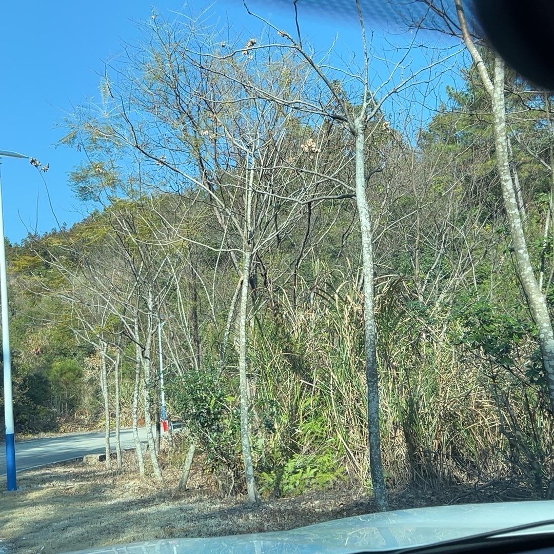 铃铃