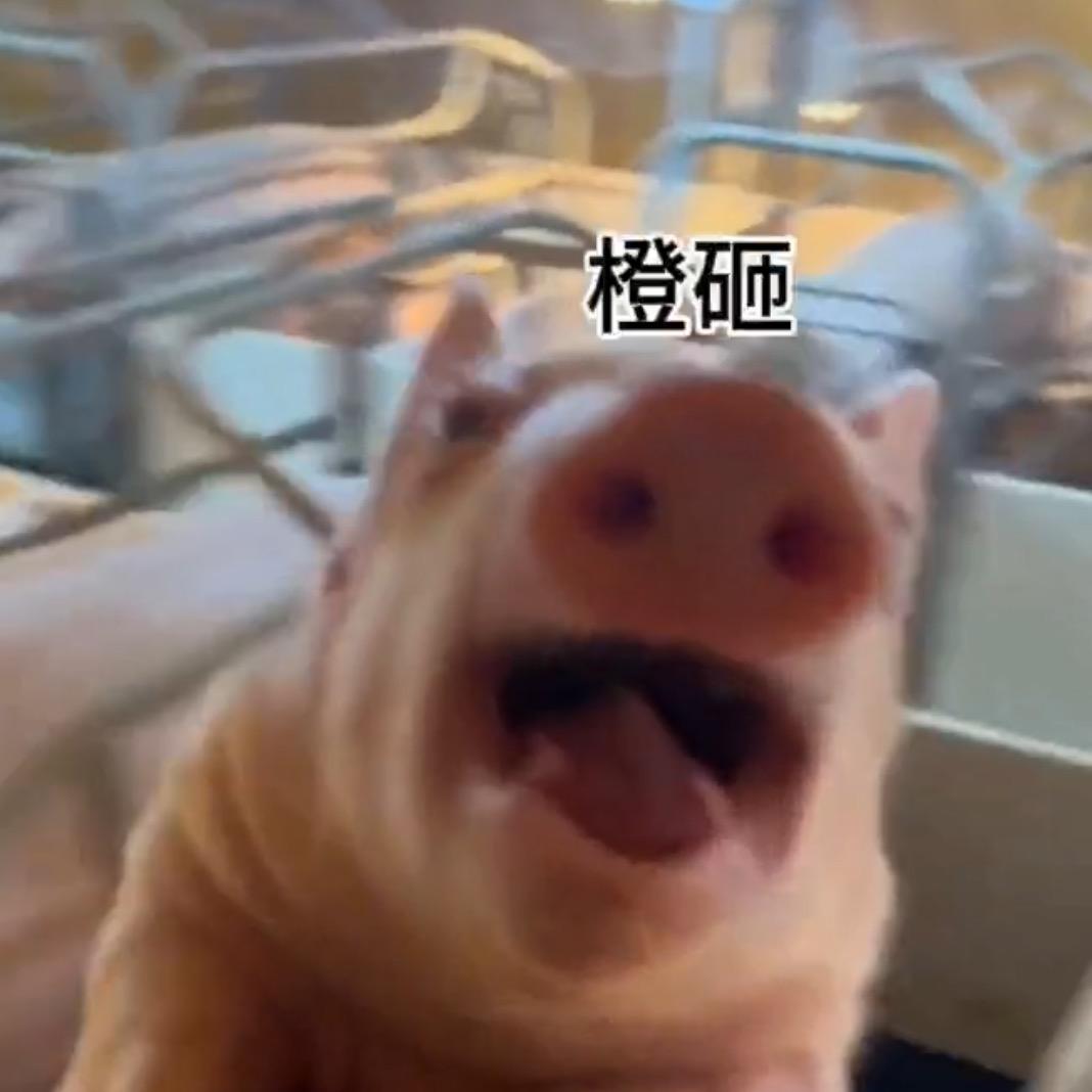 橙子哥