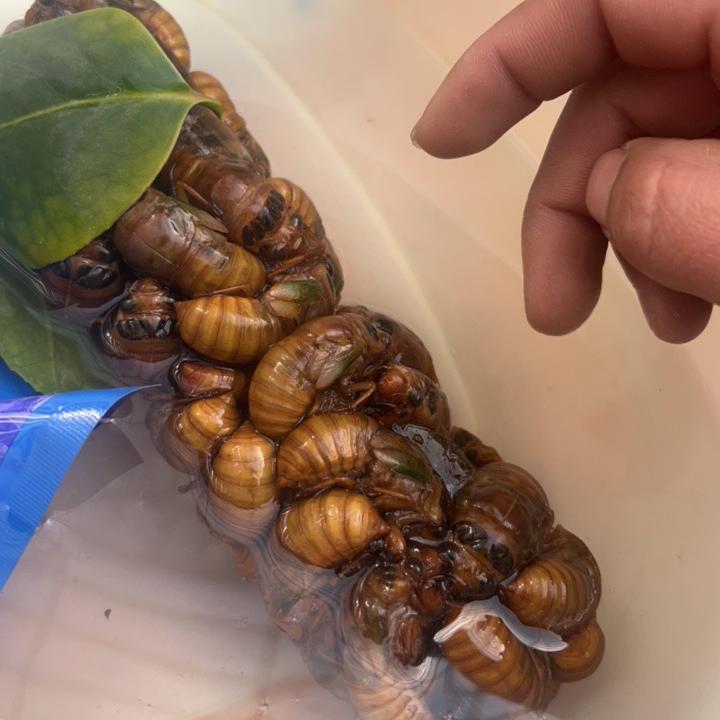 蝉鸣商贸生鲜