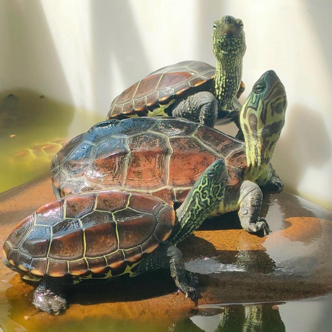 重生之我在农村养乌龟