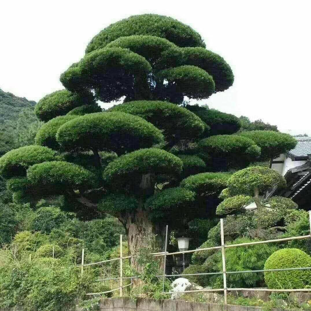 江