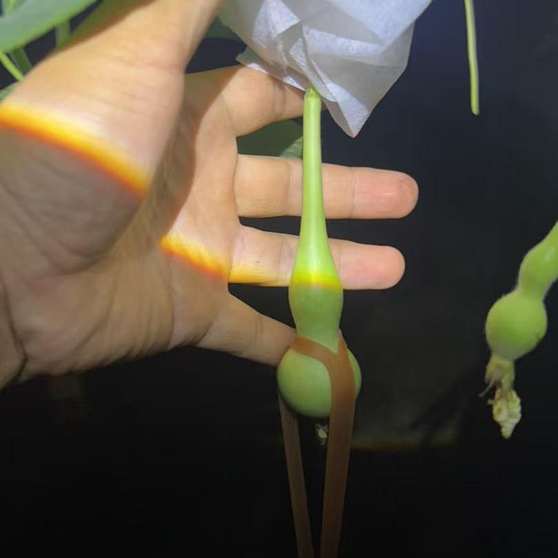 葫芦小白羊
