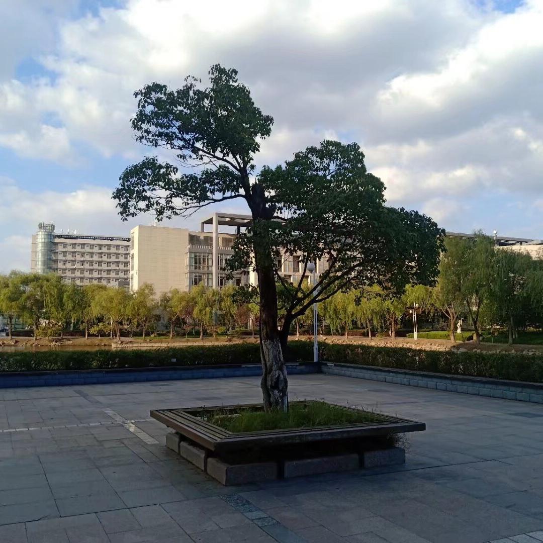 锦上绿植