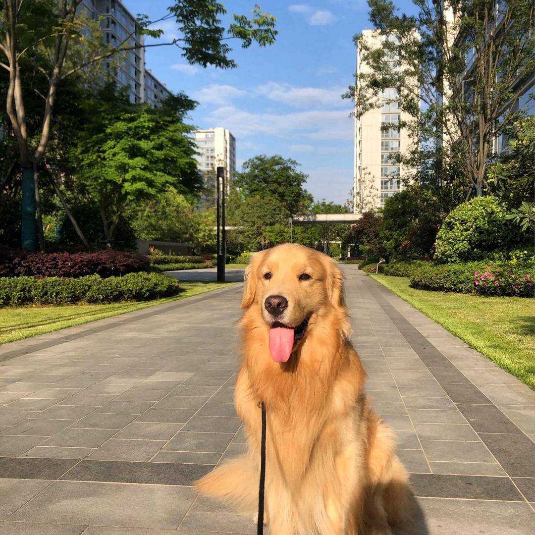 小翟同学