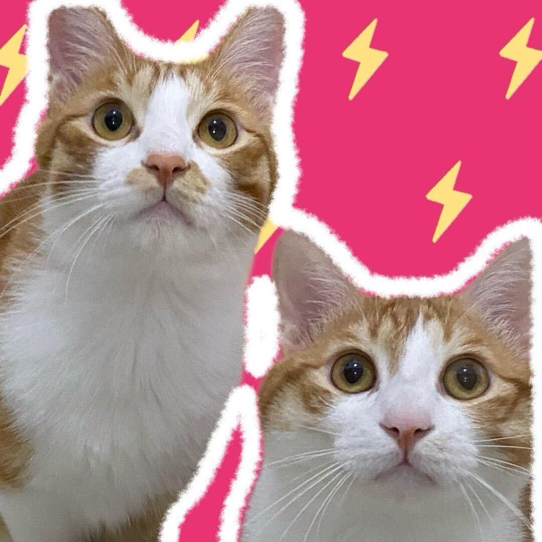 AAA猫毛批发橘总