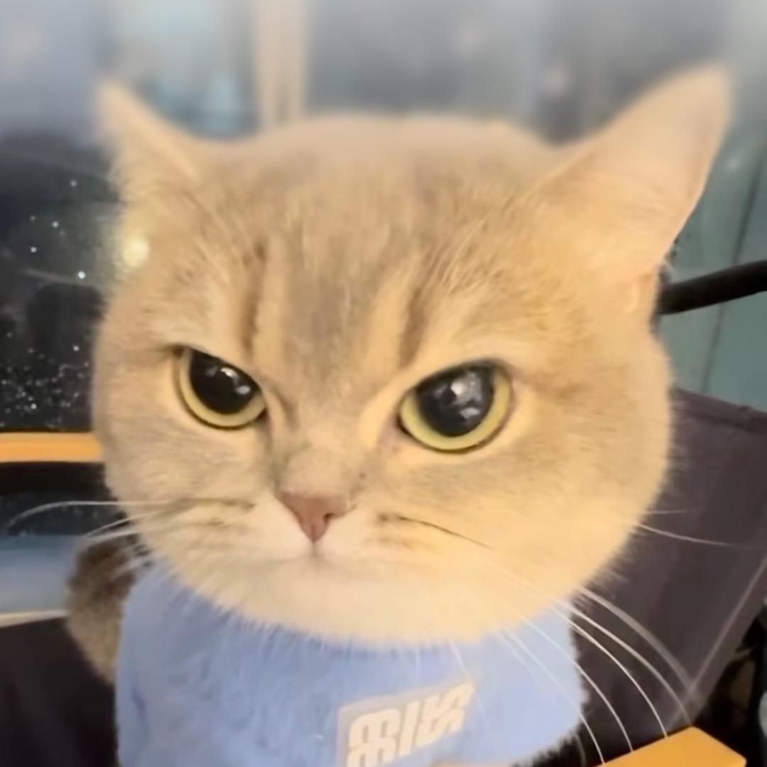 小猫i