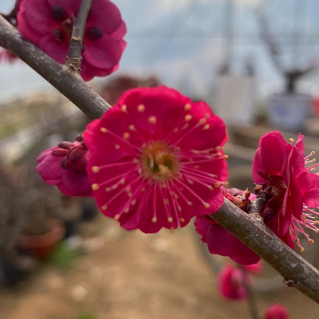 鑫发盆景园基地