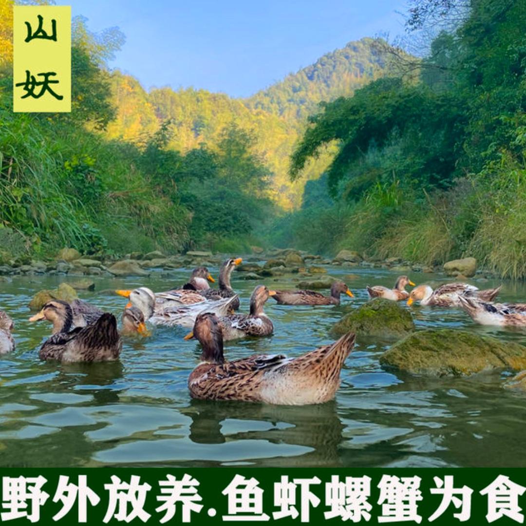 山妖