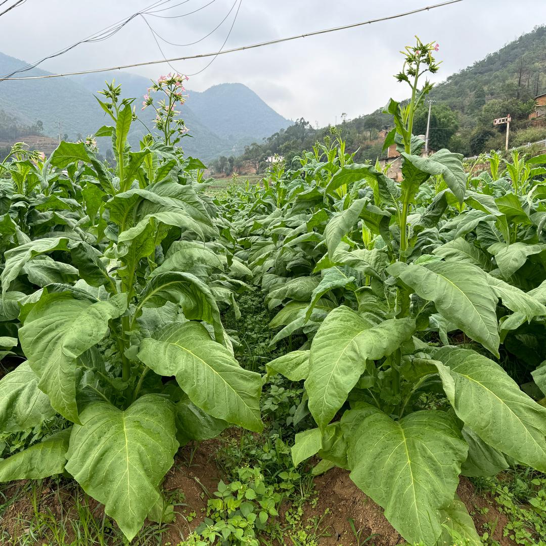 玉溪最美烤烟🍂🍂