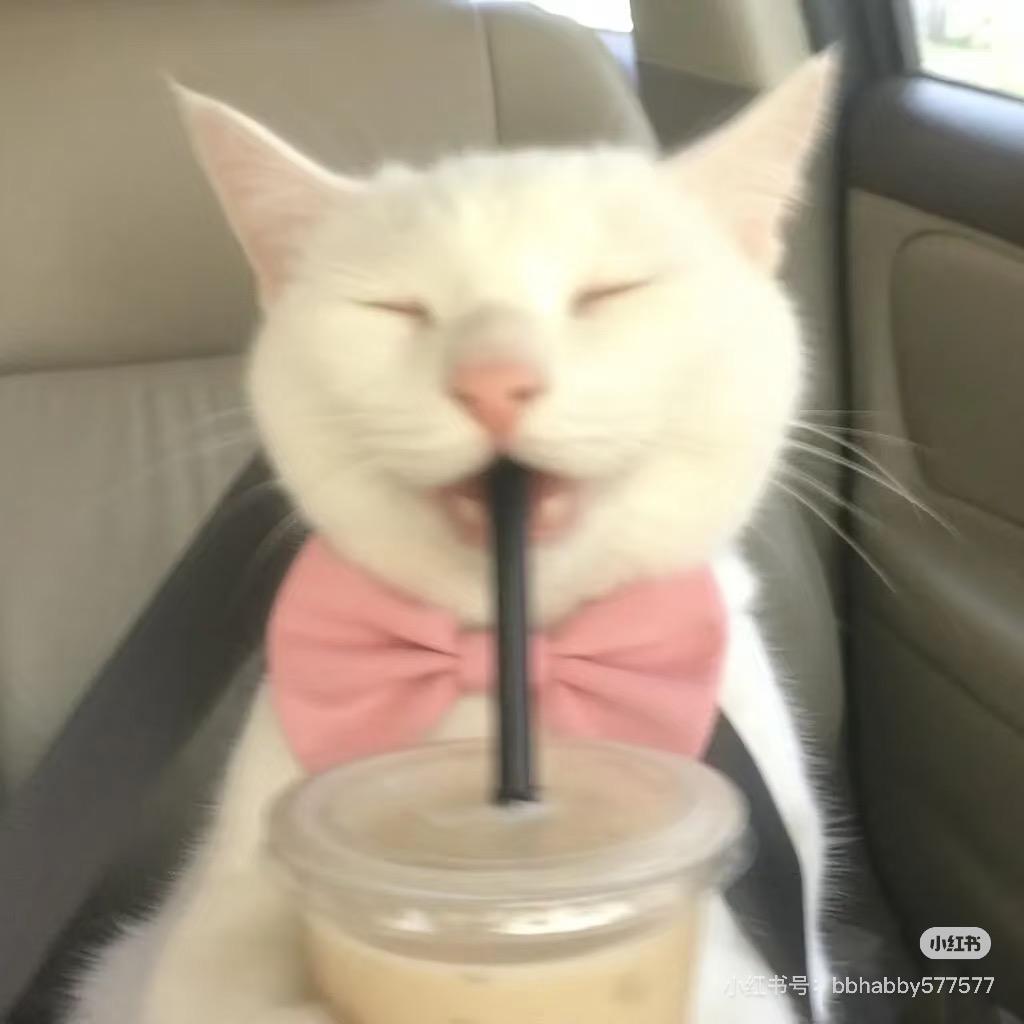 猫猫祟祟ddd🐈