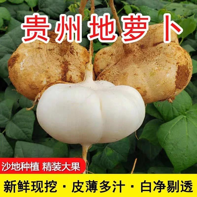 贵州一号地萝卜