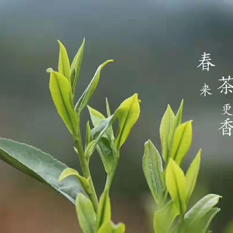 喝茶那些事儿