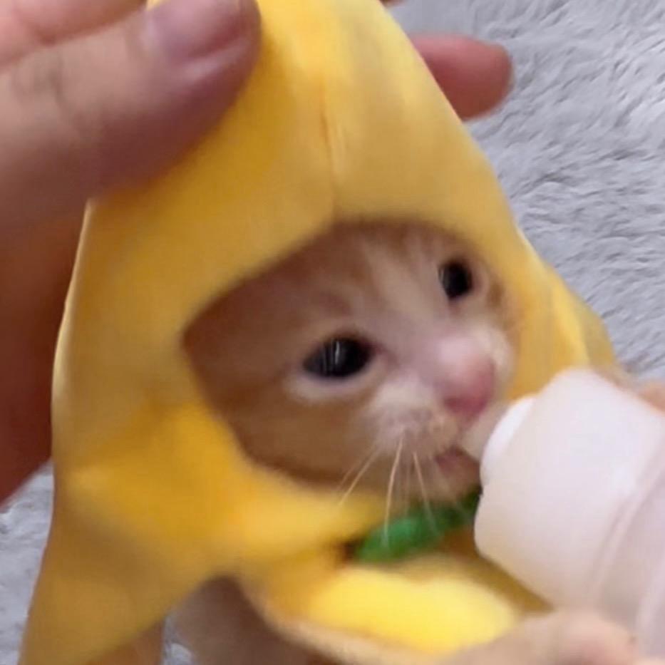 丸子猩
