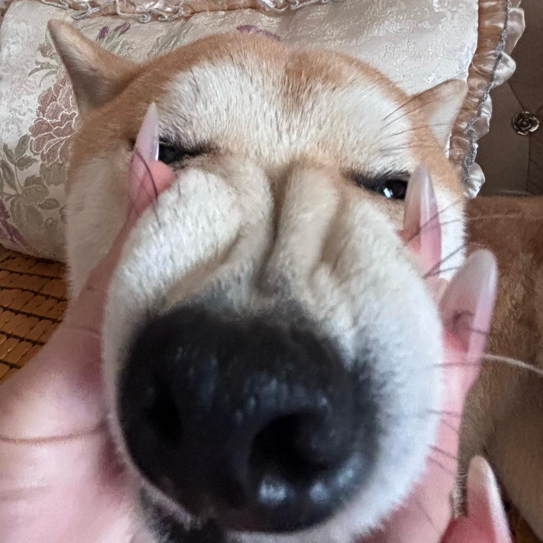 要睡觉ᴗ.ᴗzᶻ