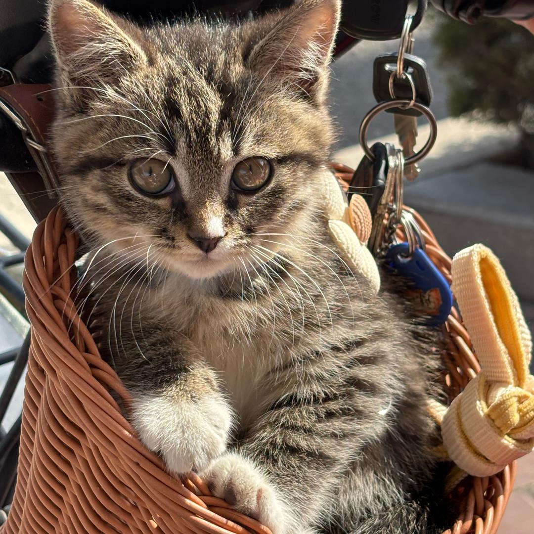 花卷是只猫