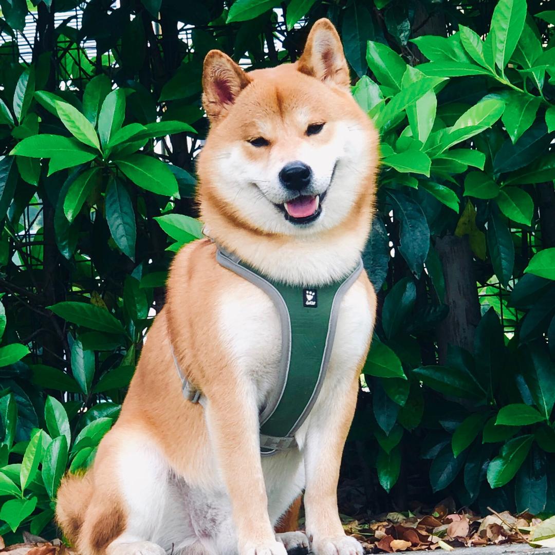 🌈柴犬五阿哥